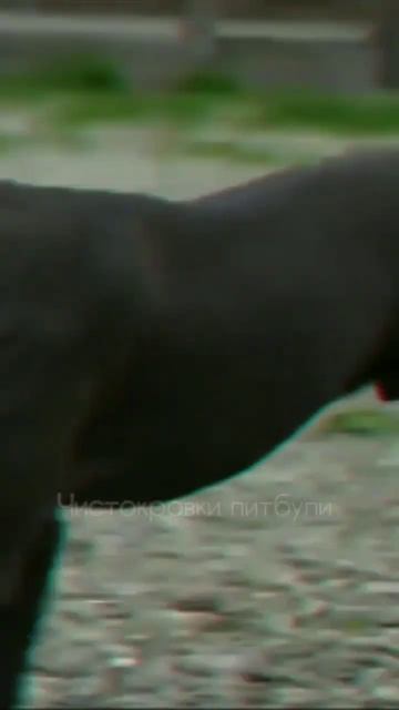 Look at me black Habibi @DragonlifeAgop #putbull #питбуль #араб #волк #рек #булли #питбульараб смотреть онлайн
