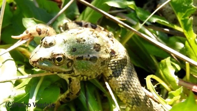#La #Culebra #Viperina #Natrix #Maura смотреть онлайн