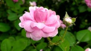 Доверенное 282 серия русская озвучка | Анонс и Дата выхода