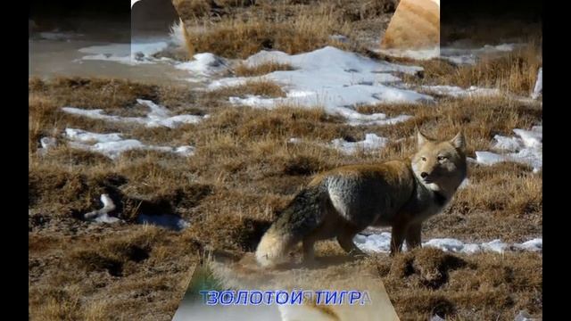 Живая природа!!! На волоске к ищезнавению. смотреть онлайн