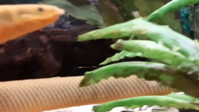 Каламоихт 2 смотреть онлайн