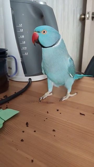 НА МЕСТО ЕЁ ПОЛОЖ финал🤣🐦😍 СВИНОСЕНЬКОСТЬ 🐷ожереловый попугай Микки#топотусенькость #шкодюсенькость смотреть онлайн