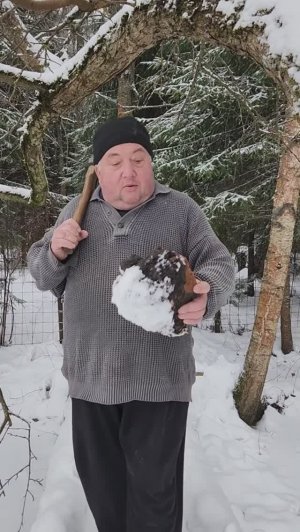 Настойка на чаге