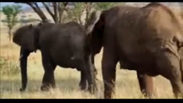 Safari in Tanzania Travel Gnu tg20 смотреть онлайн