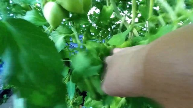 Обзор гибридов томатов, результаты опытов по укоренению верхушек растений. смотреть онлайн