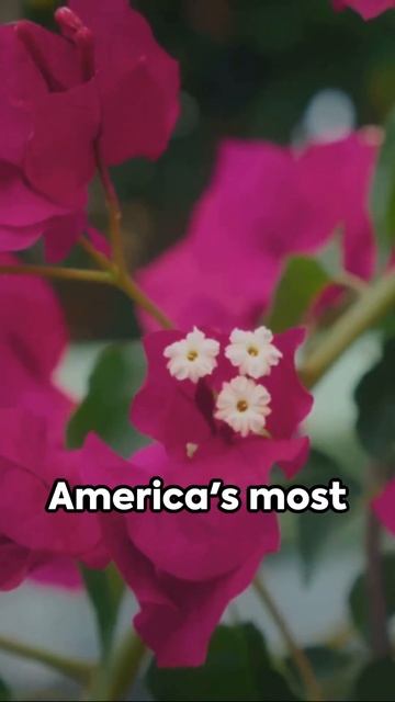 Poisonous Plants in the USA смотреть онлайн