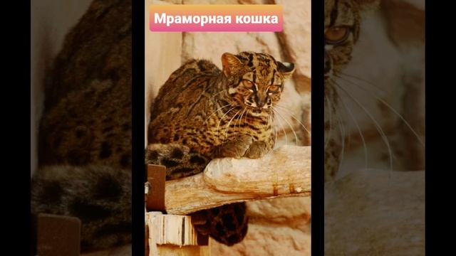 Большие кошки (часть 2) 🐅🐆🦁🐯 смотреть онлайн