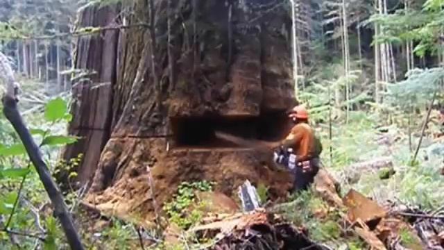 Amazing skill cut down the big tree without partner смотреть онлайн