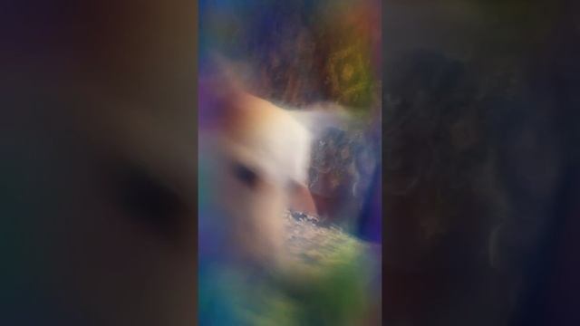 15 декабря 2017 г. смотреть онлайн