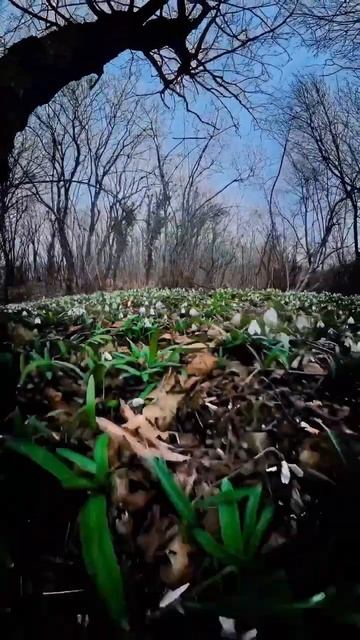 Анапа. Подснежники в окрестностях  Анапы. Красота же