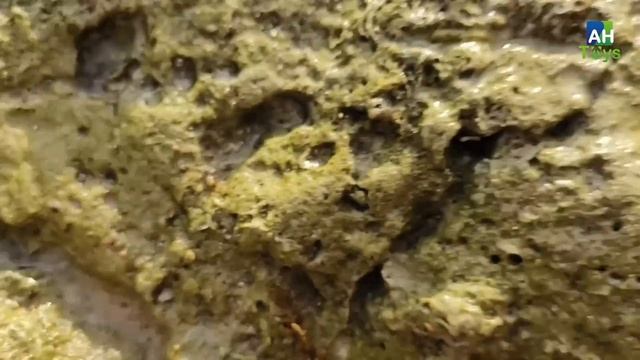 Tangkap Ikan Buntal Dan Kelomang, Ikan Pari, Ikan Nemo, Keong, Siput, Kepiting, Ikan Laut, Ikan Hia