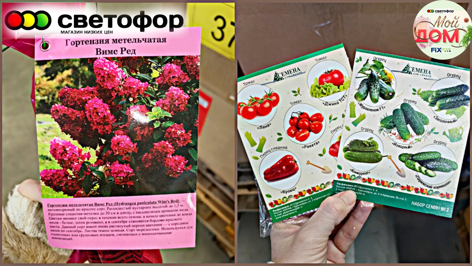 💞В Светофор привезли Гортензии, семена, корзинки январь 2025 💞 смотреть онлайн