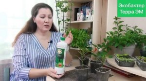 Экобактер Терра, микробиологический препарат серии ЭМ