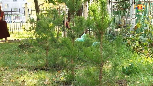 Посадка деревьев смотреть онлайн