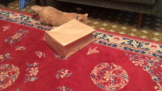 Кузя, мышка и крафт-пакет.Часть 1. смотреть онлайн