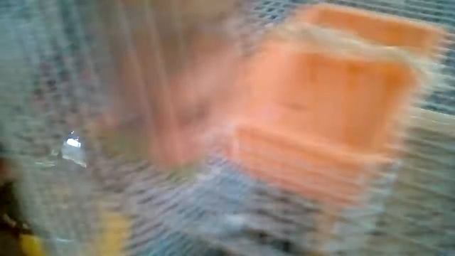 хомячки едят горох смотреть онлайн