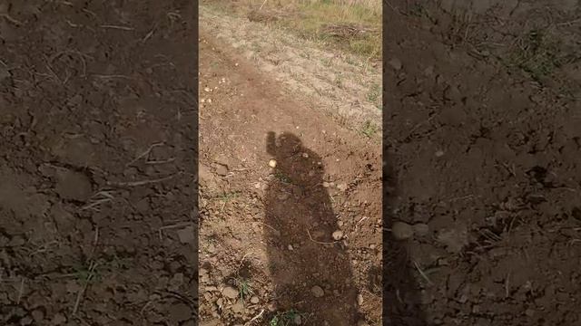 Збираємо картоплю сорту Воля смотреть онлайн