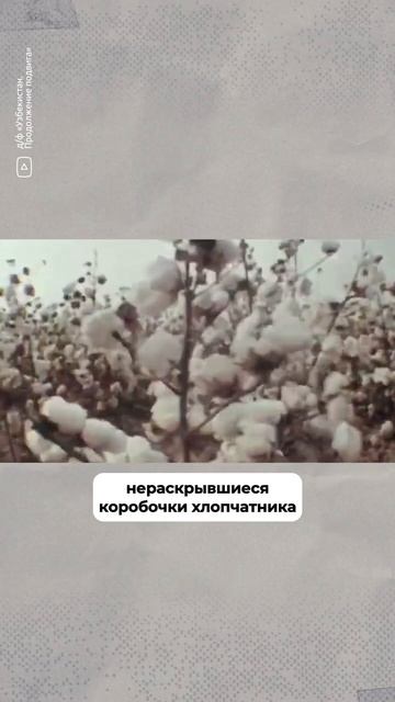 Трудиться заставляли даже школьников #ссср #история #shorts смотреть онлайн