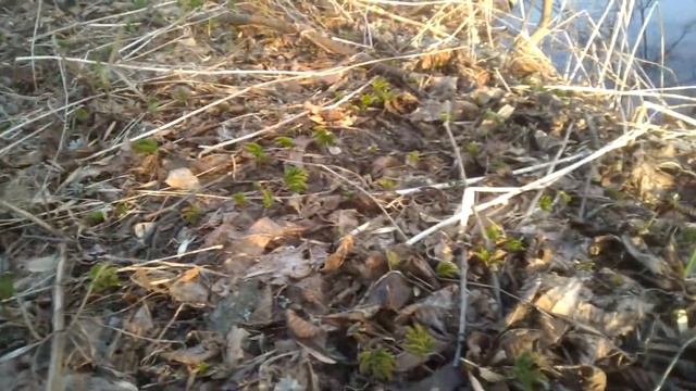 Витамины весной: сныть смотреть онлайн