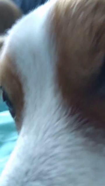Ringing sound emitted by my dog's ears смотреть онлайн