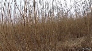 Охота на шакала. Краснодарский край.