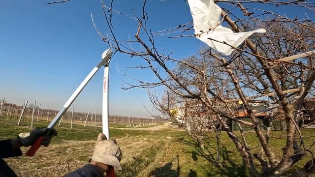 POTIAMO il CILIEGIO + rispondiamo alle CRITICHE sulle VITI смотреть онлайн