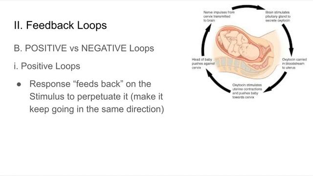 Topic 4.5 Homeostasis and Feedback Loops смотреть онлайн