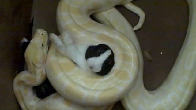 Python VS Bunny смотреть онлайн