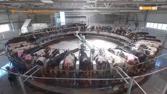 ЭКСКУРСИЯ НА ФЕРМУ смотреть онлайн