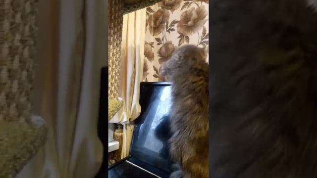 Свободные девочки Мейн кун смотреть онлайн