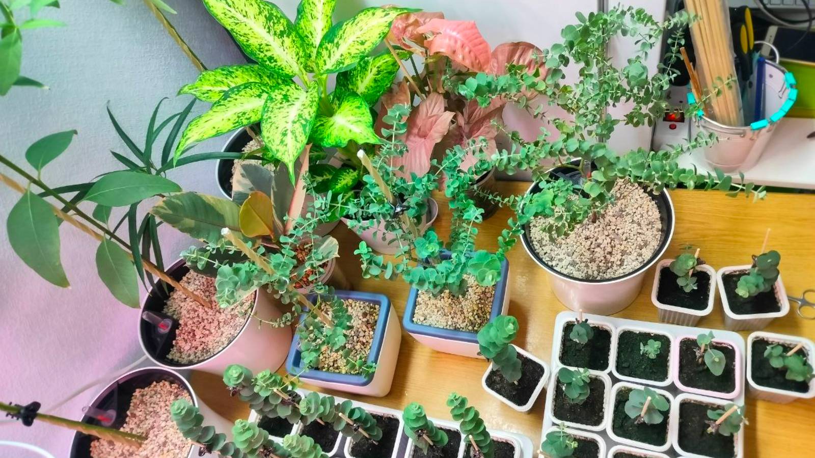 🌳Формирование и стрижка эвкалипта Гунни смотреть онлайн