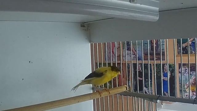 Пение Кенара