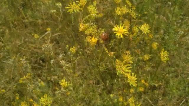 добрый день всем и отличного настроения ! видео открытка. Позитив. лето смотреть онлайн