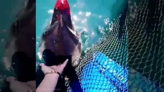 Дикий малайзийский дельфин с легочной патологией смотреть онлайн