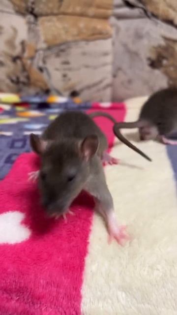 Смелые крысята. #rat #animal #животные #крысы #крысята смотреть онлайн