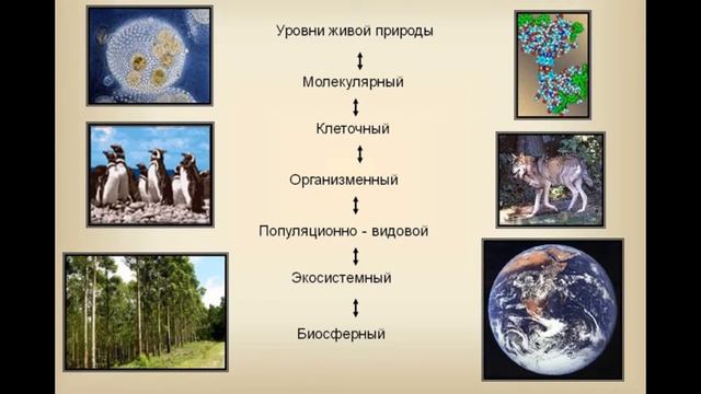 Biologiya .6 sinif. Paragraf 3. Canlı orqanizmlərin əsas xüsusiyyətləri смотреть онлайн