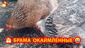 Куры Брама с окаймленными перьями и лохматыми лапами 🥰❣️🤗