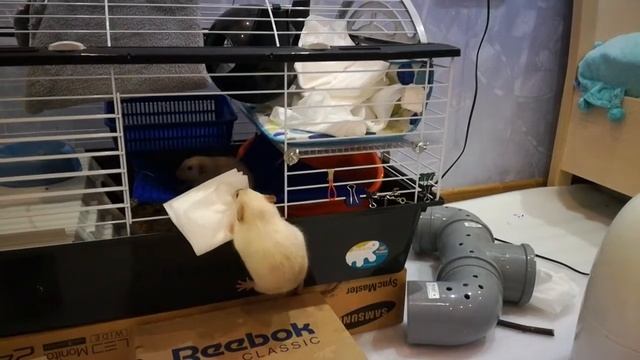 Ханя, Дыма и салфетки смотреть онлайн