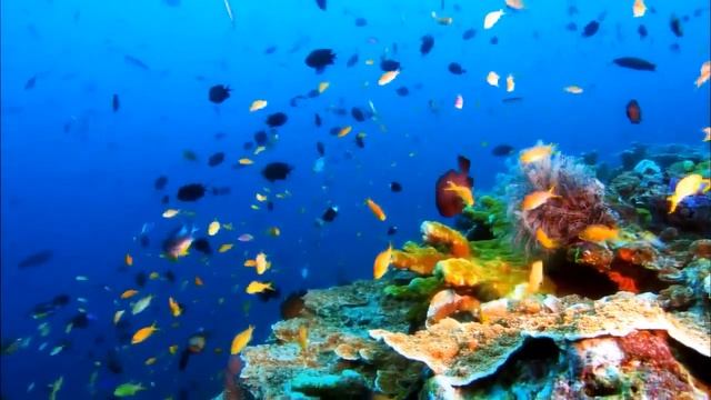 Видео Живая Природа смотреть онлайн