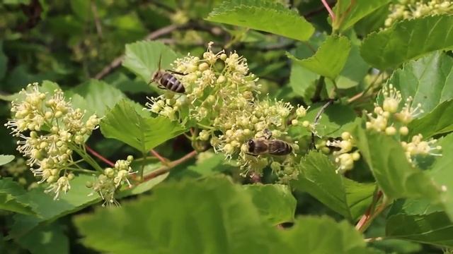 Мёдоносы лесных полос смотреть онлайн