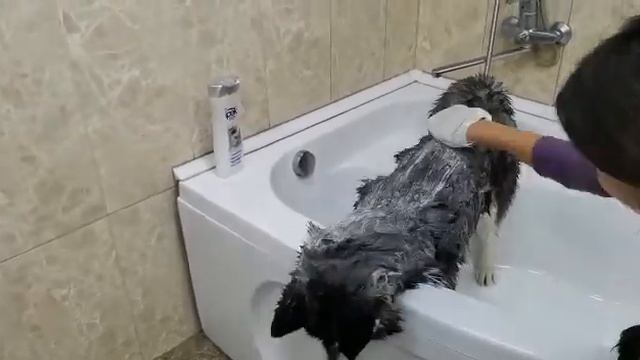 ХАСКИ КУПАЕТСЯ? ЛЮБИТ ЛИ ВОДУ? СМОТРИ И УЗНАЙ .. смотреть онлайн