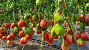 Сорт томатов - Ослиные уши