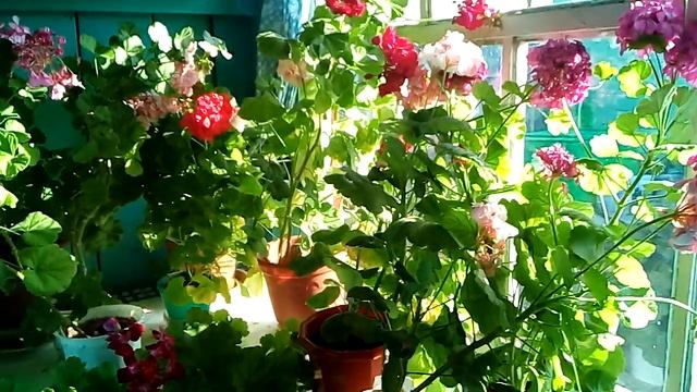 Красивые цветы смотреть онлайн