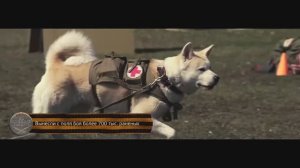 Собаки в годы Великой Отечественной войны
