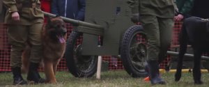 Служба собак в годы Войны - показательные выступления на 9 мая День Победы