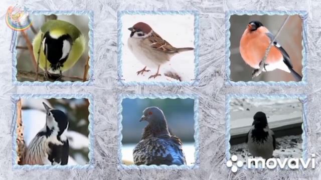 Зимующие птицы смотреть онлайн