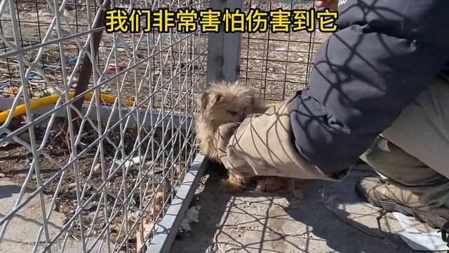 从老房子救回來的流浪狗不吃不喝，十分抵觸人類的觸碰，不敢想它遭遇了什麼【小丁的流浪狗小院】 смотреть онлайн