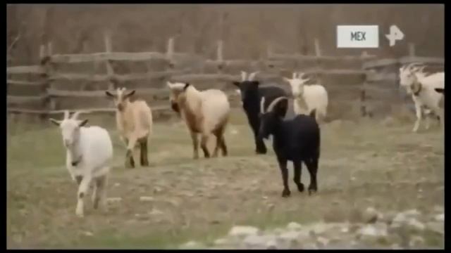 Теория стадного движения, (часть-1). смотреть онлайн