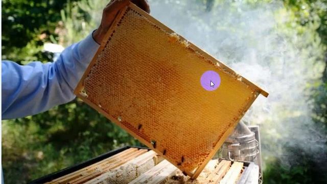 Сказки на ночь Сухомлинський Казки на ніч Вранці на пасіці смотреть онлайн