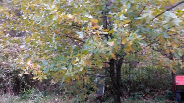 "АЛТЫН-ТУУ". АЛТАЙСКОЕ ГОРЛОВОЕ ПЕНИЕ. смотреть онлайн